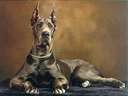Great Dane